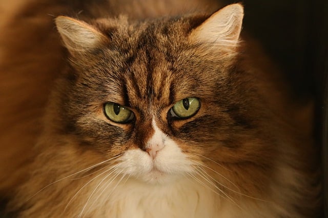 luxe woonkamer met premium interieur accessoires gouden details